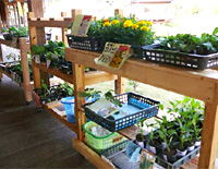 「苗市」と「植樹マンショー」のお知らせ